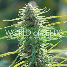 Horton finished third in the final on the first night of the australian selection trials on saturday. Colombian Gold Pure Origin Collection Worldofseeds