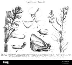 Image result for Rhynchosia kilimandscharica