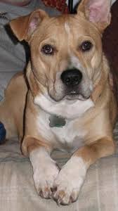 .mix eskipoo farm kitten foodle forever puppies french bulldog french bulldog mix frenchton german shepherd german shepherd mix german shepherd/husky german shorthaired pointer giant schnauzer goldador golden mountain dog golden mountain doodle golden retriever golden. Corgi Bulldog Mix Corgi Bulldog Mix Bulldog Corgi