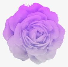 Maybe you would like to learn more about one of these? Flower Rose Blume Purple Pastel Pink White Trend Aesthetic Purple Flower Png Transparent Png Transparent Png Image Pngitem