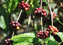 Pepper and coffee plantation, coorg, karnataka, india. What Is Robusta Coffee Robusta Vs Arabica 12 Differences Enjoyjava