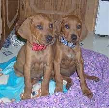 Redbone coonhounds were crossbred initially in the 18th century. Redbone Coonhound Dog Breed Pictures 2