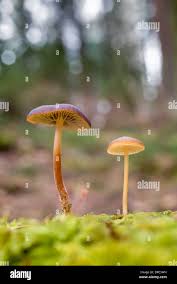 Image result for Strobilurus conigenoides