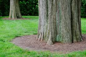 Tree roots start invading your foundation. A Guide To Removing Grass Around Trees Axe Tree Pros