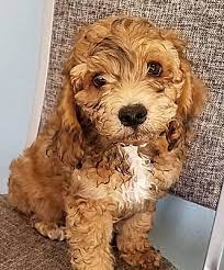 Puppyfinder.com is your source for finding an ideal goldendoodle puppy for sale in usa. Phoenix Az Cockapoo Meet Maylo A Pet For Adoption