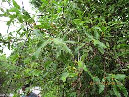 Image result for Schinziophyton rautanenii