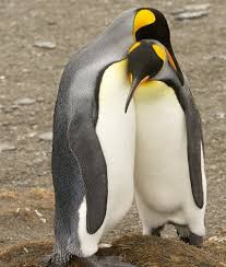 12 Animals That Mate For Life Mom Me Penguins Animal Hugs Animals