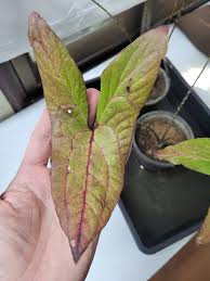 Image result for Disperis johnstonii