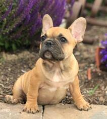 A completed puppy application is required prior to purchase any of our french bulldog puppies for sale. Hot Water Farm Hot Water Farm