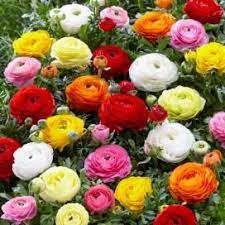 Ranunculus Bulbs Mix Spring Flower Bulbs Eden Brothers Bulb Flowers Ranunculus Flowers Spring Plants
