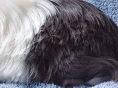 The most common reason for hair loss is when a guinea pig is infected with parasites. Guinea Lynx Hair Loss