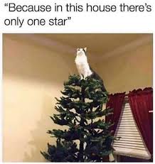 I Am The Star Cat Memes Cats Beautiful Cat Breeds