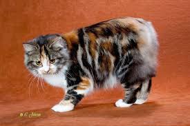 Holistic polydactyl manx and polydactyl kittens for sale. Manx Cat Price Cost Range Where To Find Manx Kittens For Sale