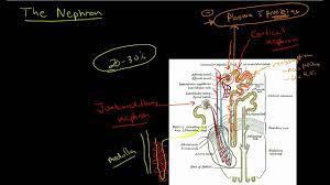 Physiology Of The Nephron 1 Playlist Video 3 Physiology Essel Structure And Function