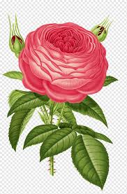 Check spelling or type a new query. Pink Rose Flower Illustration Old Roses And English Roses Heirloom Roses Flower Garden Roses Vintage Botany Floribunda Flower Png Pngwing
