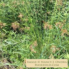 Image result for Juncus punctorius