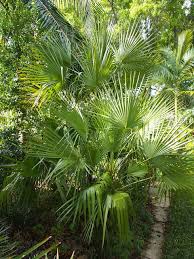 Image result for Acoelorrhaphe