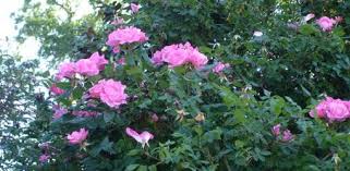 Our research has helped over 200 million people find the best products. How To Grow Knock Out Roses Today S Homeowner