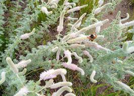 Image result for Landolphia villosa