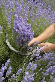 Lavendel Alles Zu Sorten Anbau Pflege Plantura Lavendel Pflanzen Straucher Garten