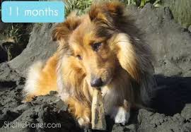 Sheltie Puppy Development In 16 Pictures