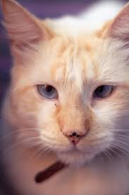 Close-Up of a Fluffy Orange Tabby Cat with Green Eyes · Free Stock Photo