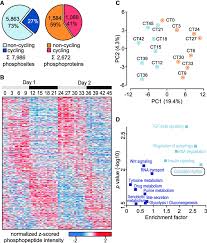 Phosphoproteome Oscillations In The Mouse Liver A Pie