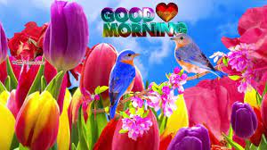 Good Morning Video Whatsapp Beautiful Flowers Birds Good Morning Gif Good Night Song Good Morning Song
