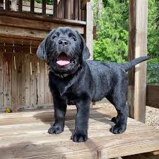 Browse thru our id verified puppy for sale listings to find your perfect puppy in your area. Labrador Retriever Puppies Lab Puppy For Sale Lab Puppies For Sale Labrador Retriever Puppies For Sale Sammy Labrador Retriever