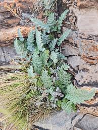 Image result for Cheilanthes eckloniana