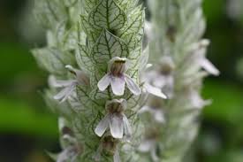 Image result for Justicia betonica