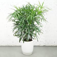 Send indoor & potted plants today. The 8 Best Big Leaf Plants According To A Landscape Manager