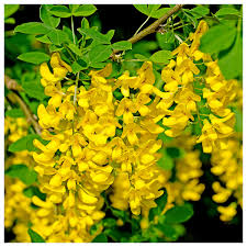 Image result for Laburnum anagyroides