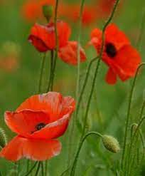 Klaprozen Flower Art Poppy Images Poppies For Sale