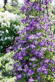 Image result for Emilia violacea