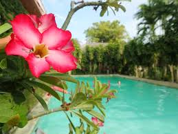 More images for ok jek bali » How To Visit Bali In Indonesia Voyage De Miel