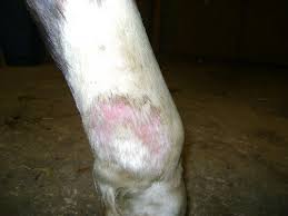 Le plus souvent, les infections cutanées peuvent se soigner avec une bonne. Staphylo Persistant Que Mettre Sur Les Croutes 1 Forum Cheval