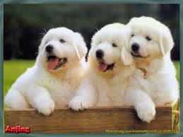  100 Ide Anjing Lucu Di 2021 Anjing Lucu Anjing Lucu
