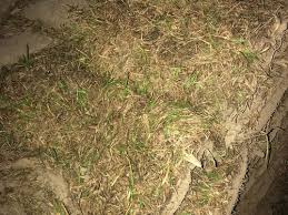 Learning how to kill dallisgrass in bermuda lawns is a bit different. St Augustine Sod Delivered Mostly Brown Is This Ok