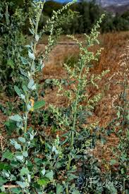 Image result for Chenopodium opulifolium