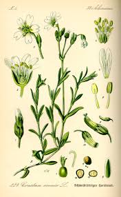 Image result for Cerastium