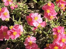 We did not find results for: Raspberry Ripple Sun Rose