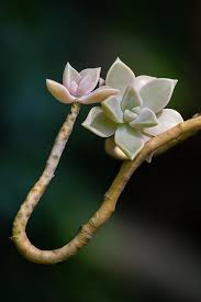 We did not find results for: Ghost Plant Succulent Photograph By Dale Kincaid