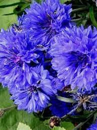 100 Heirloom Bachelor Button Centaurcea Cyanus Seeds Bachelor Button Flowers Bachelor Buttons Flower Seeds