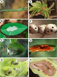 Just some wholesome cat content for your thursday, presented by leaf and paw and harlequinn. Shelter Building Insects And Their Role As Ecosystem Engineers Springerlink