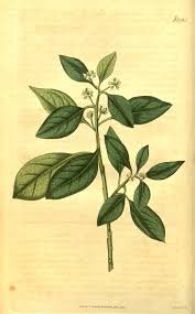 Image result for Clutia pulchella