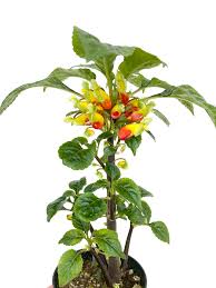 Image result for Impatiens niamniamensis