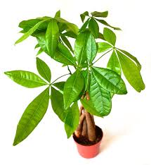 I suggest planting these trees in cactus blend soils, (i like to use hoffman's organic cactus & succulent blend) for its excellent drainage. 9greenbox 5 Money Tree Plants Braided Into 1 Tree 4 Pot Amazon Com Grocery Gourmet Food