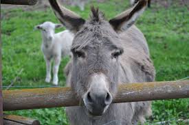 These 15 Crazy Laws In Georgia Will Leave You Scratching Your Head In Wonder Animals Beautiful Animal Pictures Animals