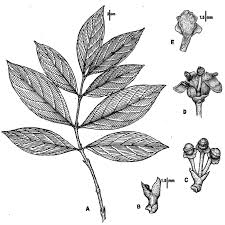 Image result for Pyrostria